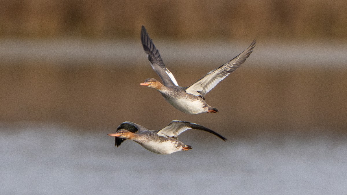 Mittelsäger - ML627164151