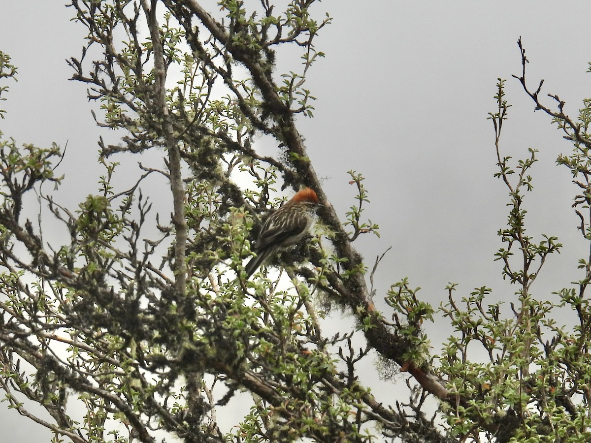 White-browed Tit-Spinetail - ML627164239