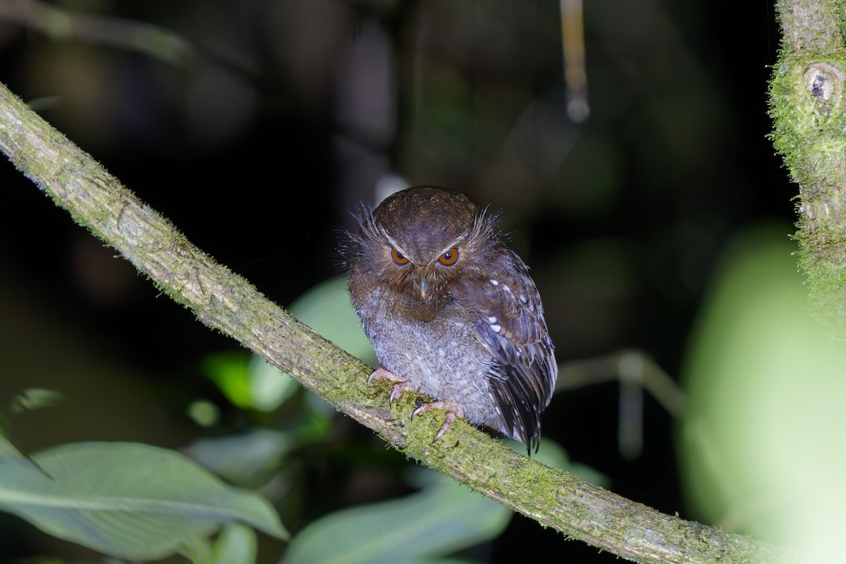 Long-whiskered Owlet - ML627164340