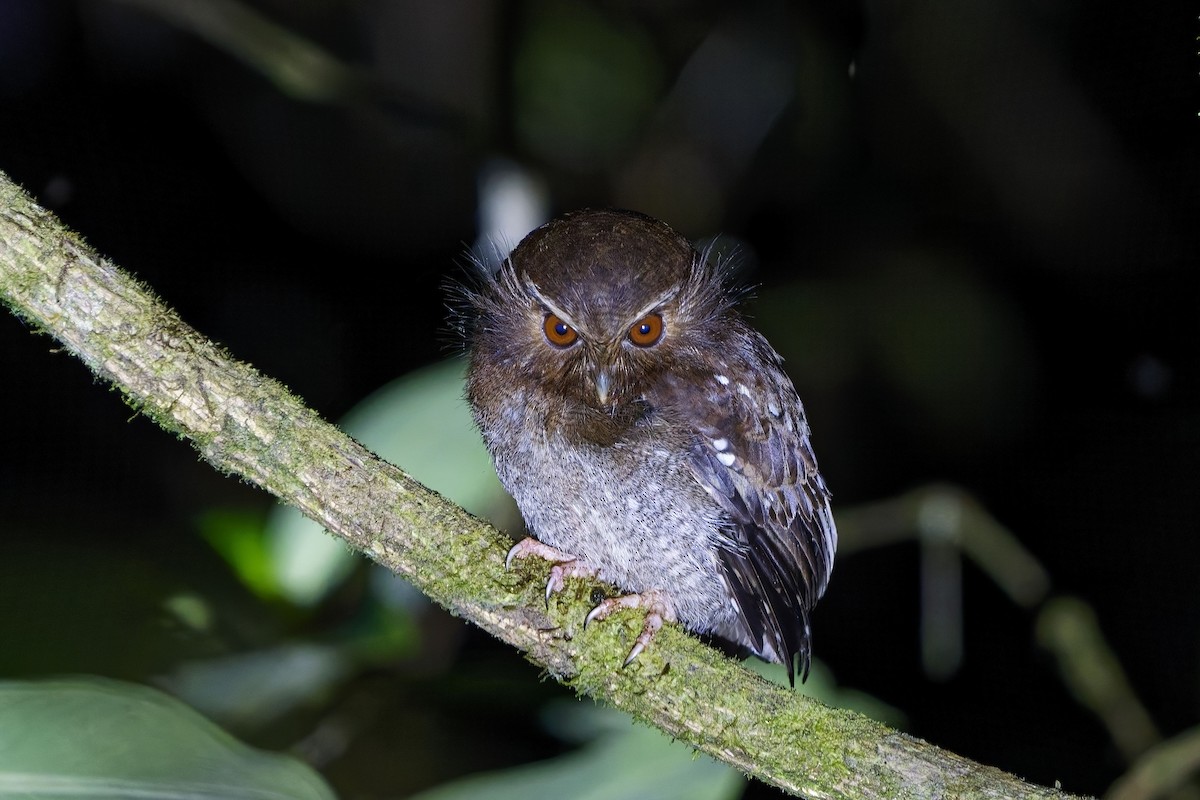 Long-whiskered Owlet - ML627164342