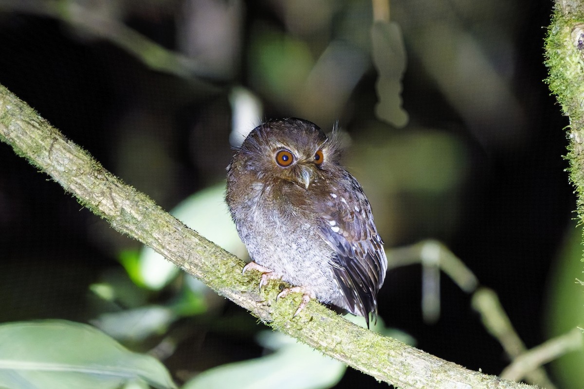 Long-whiskered Owlet - ML627164344