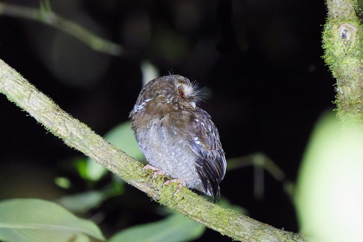 Long-whiskered Owlet - ML627164345