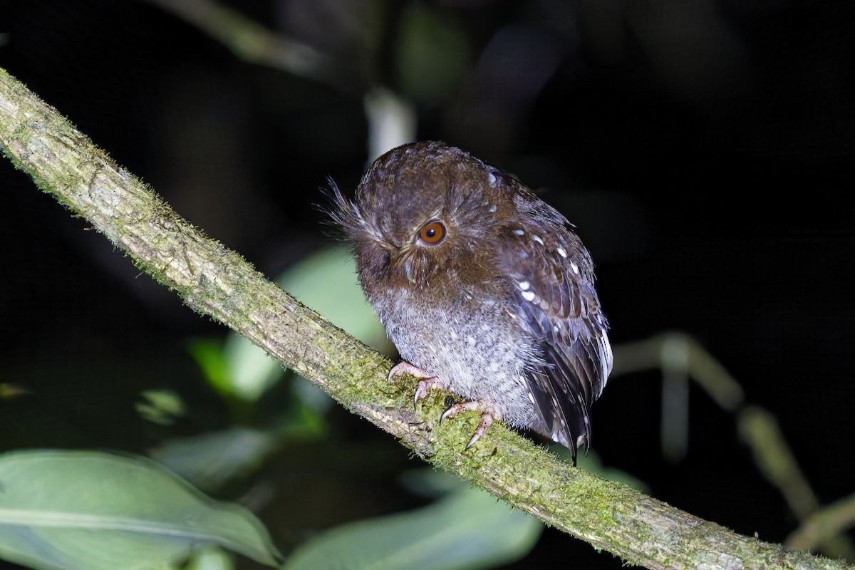 Long-whiskered Owlet - ML627164359