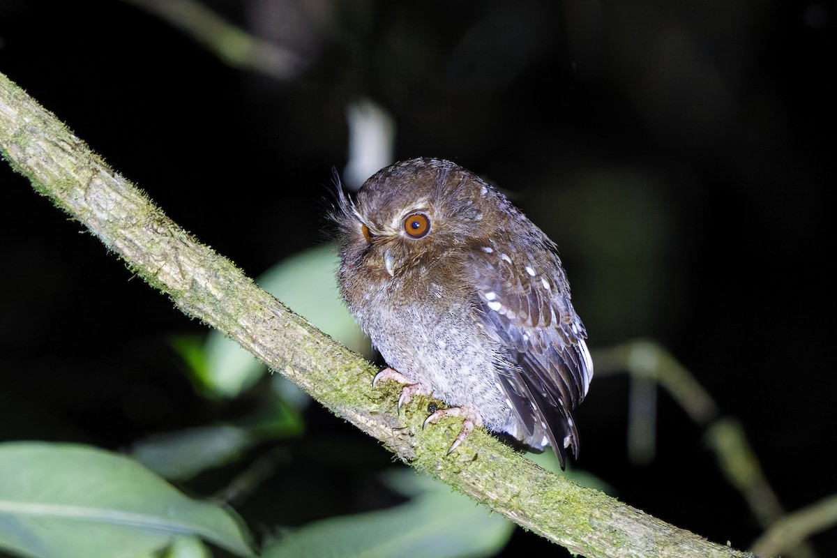 Long-whiskered Owlet - ML627164360