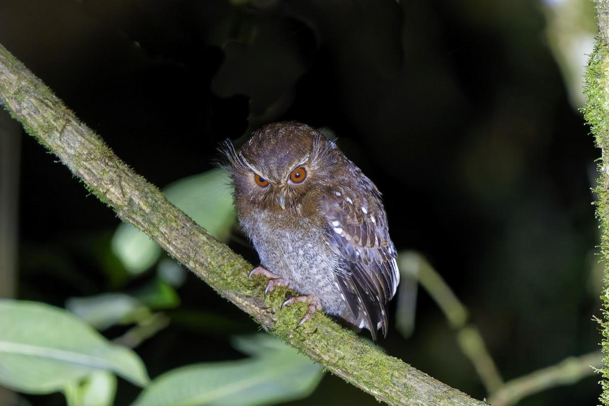 Long-whiskered Owlet - ML627164368