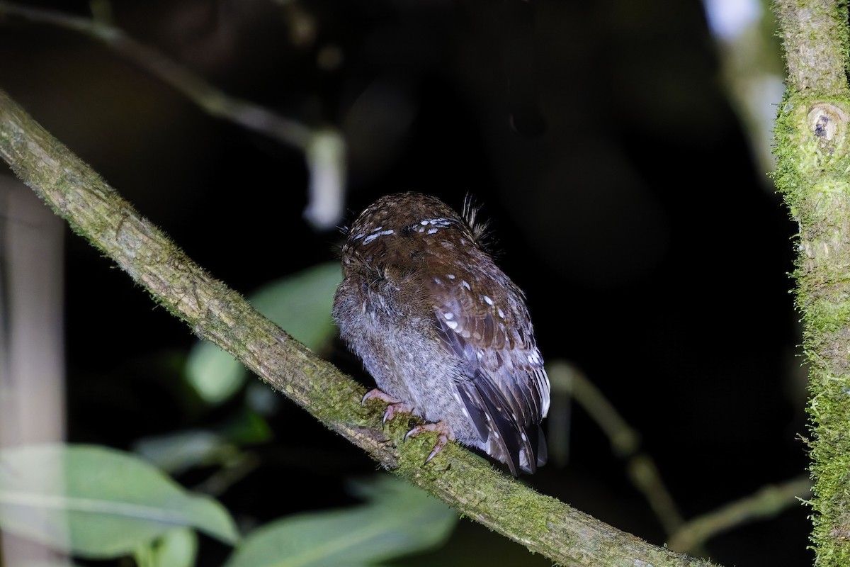 Long-whiskered Owlet - ML627164369