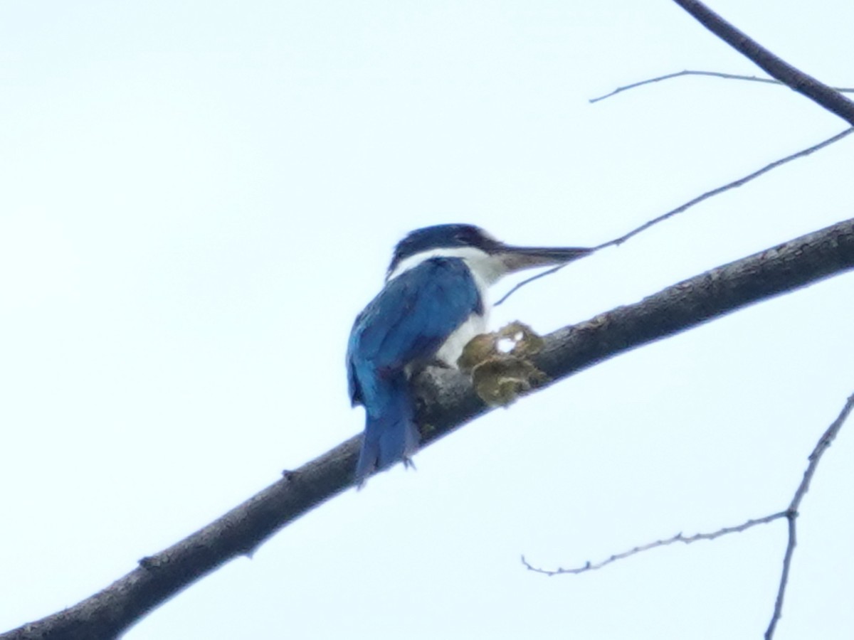 Talaud Kingfisher - ML627164606