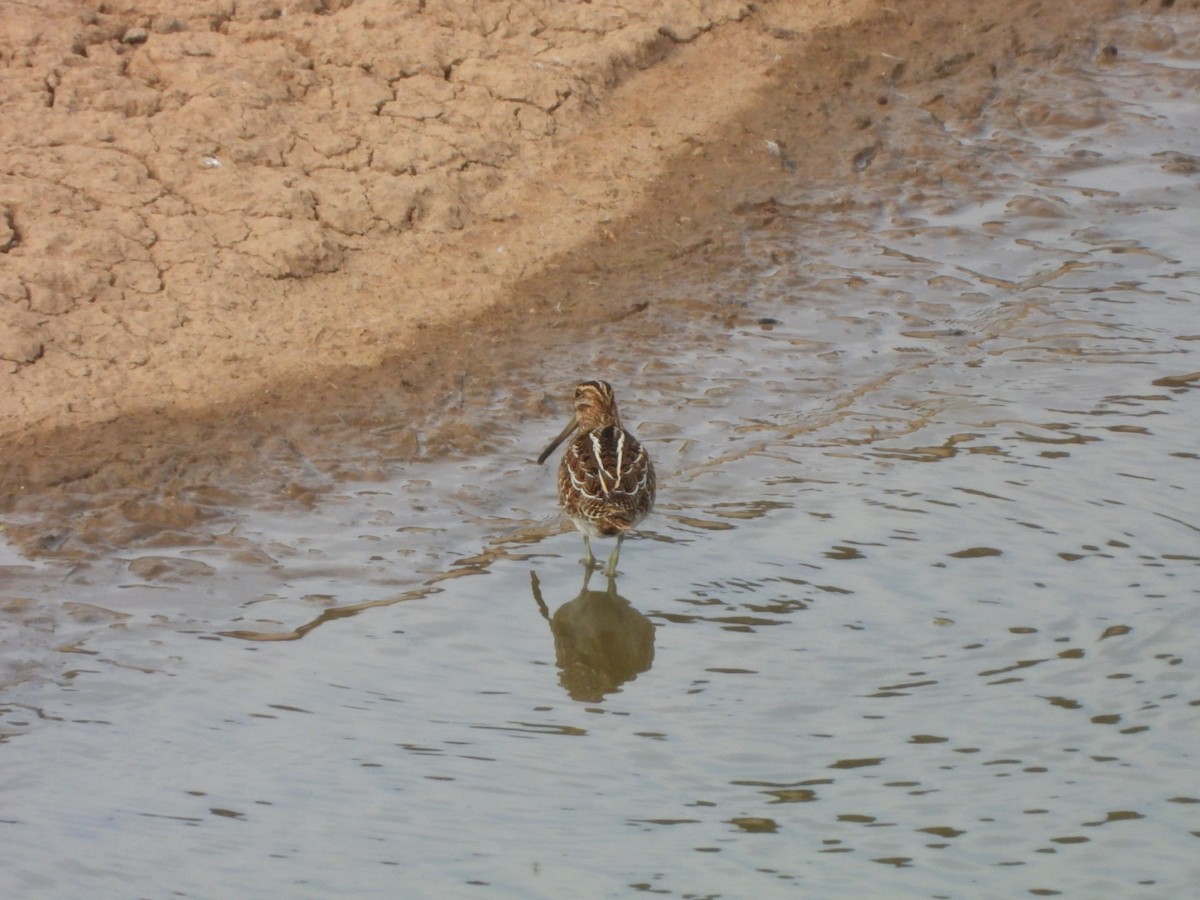 Common Snipe - ML627164781