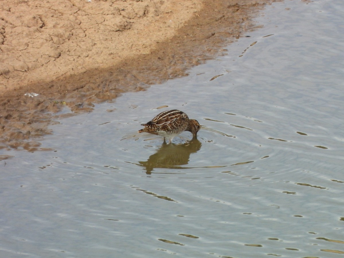 Common Snipe - ML627164782