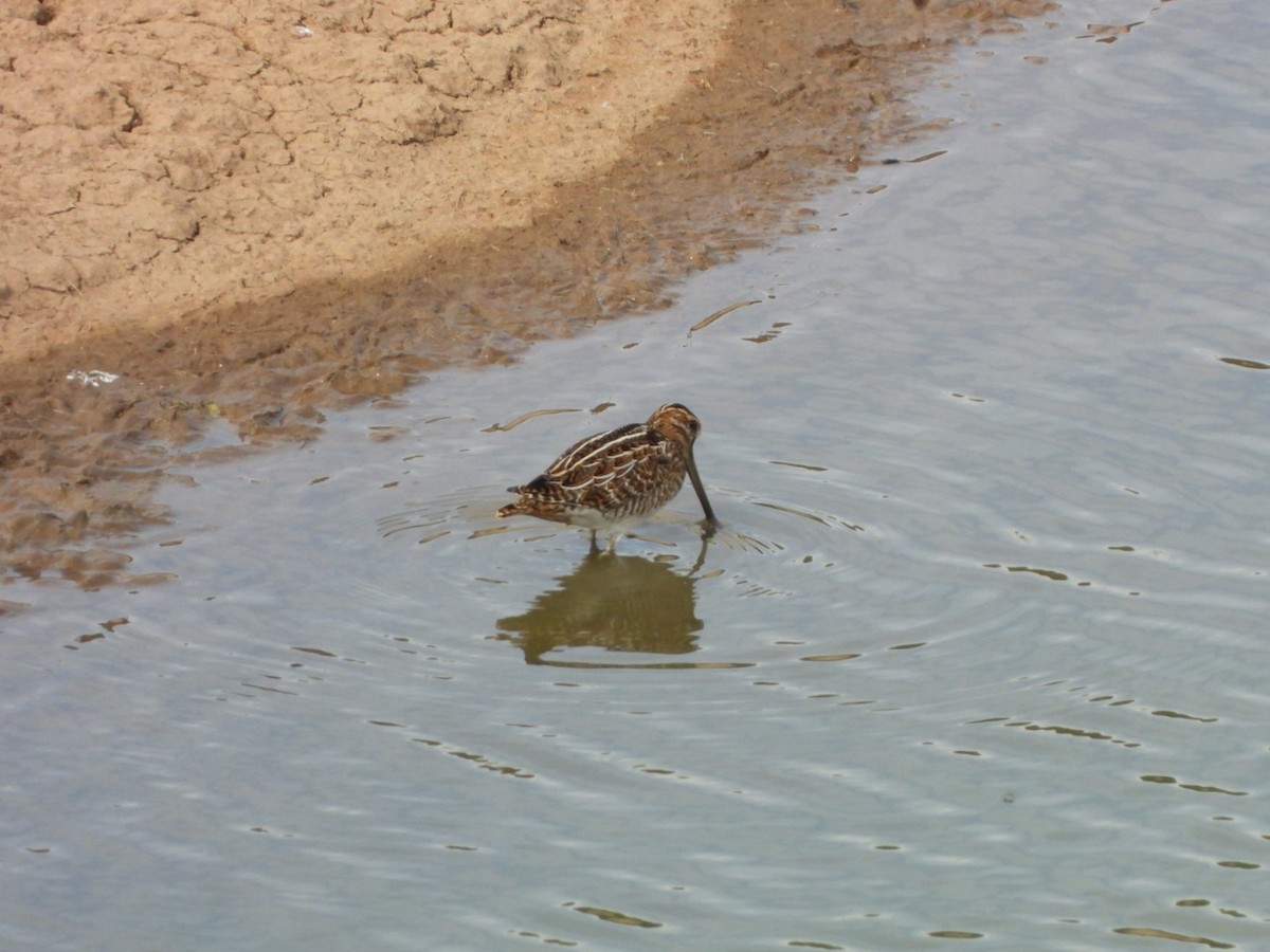 Common Snipe - ML627164783