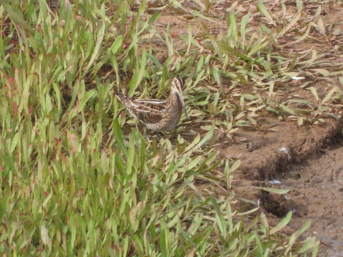 Common Snipe - ML627164784