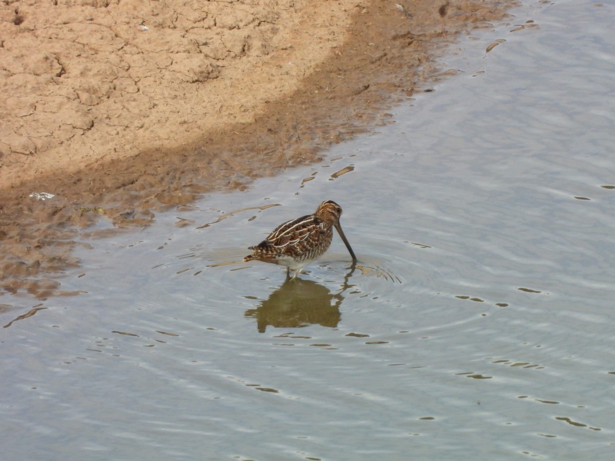 Common Snipe - ML627164785