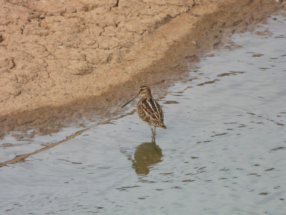 Common Snipe - ML627164786