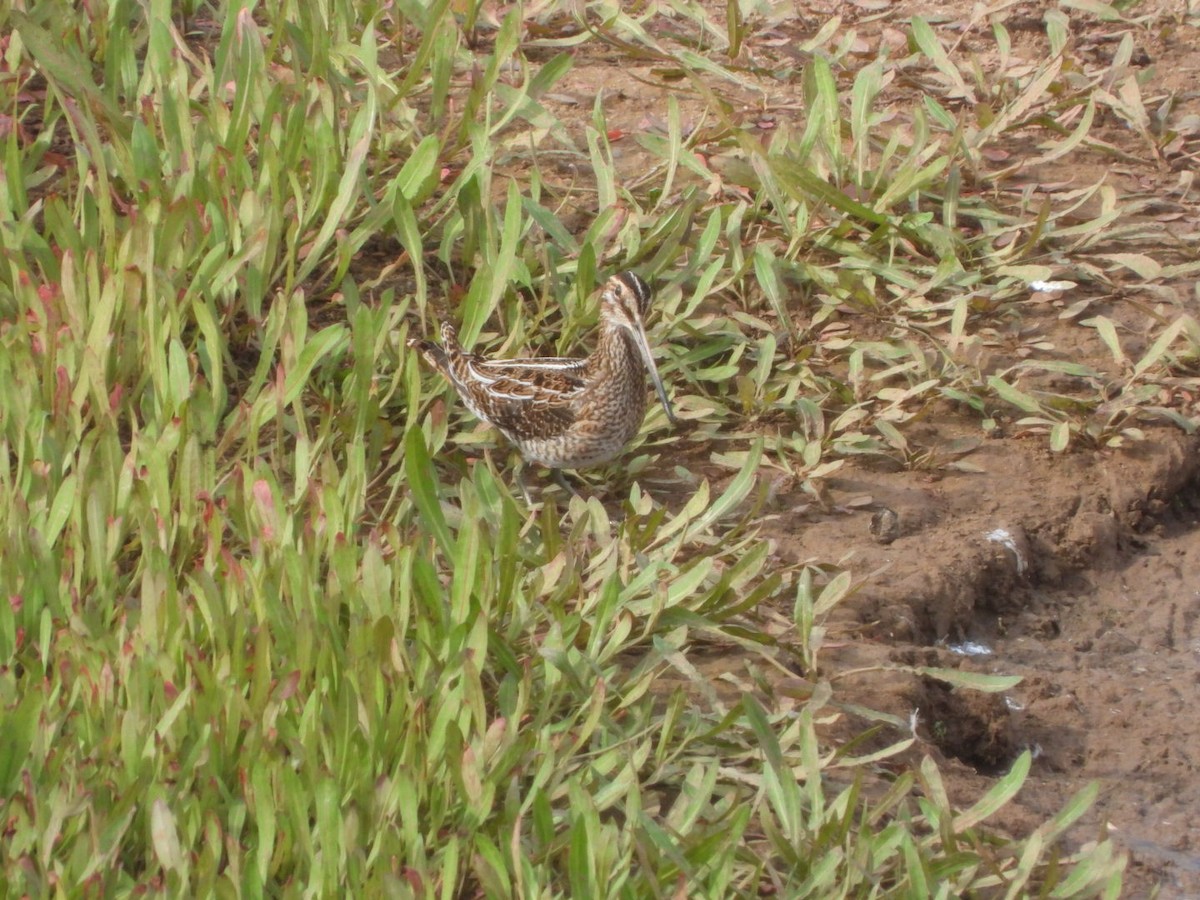 Common Snipe - ML627164787