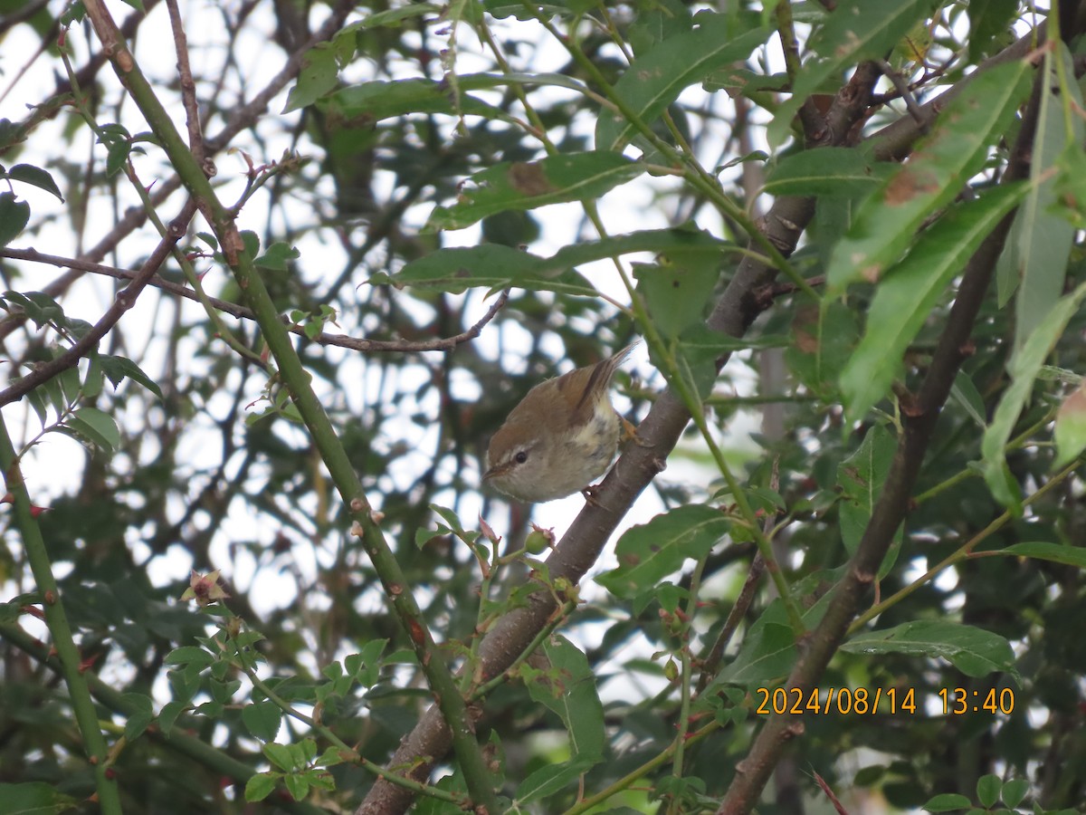 Brownish-flanked Bush Warbler - ML627165324