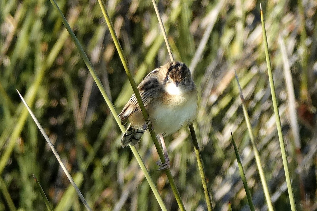 Zitting Cisticola - ML627165336