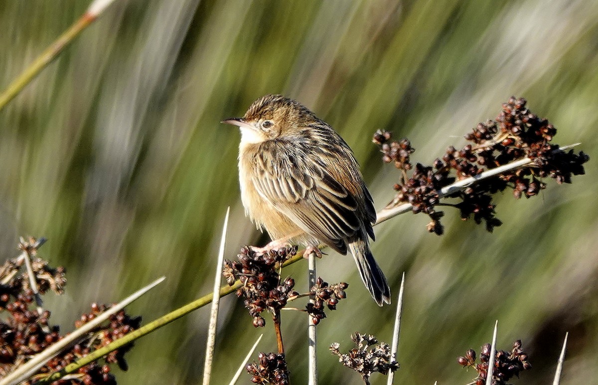 Zitting Cisticola - ML627165337