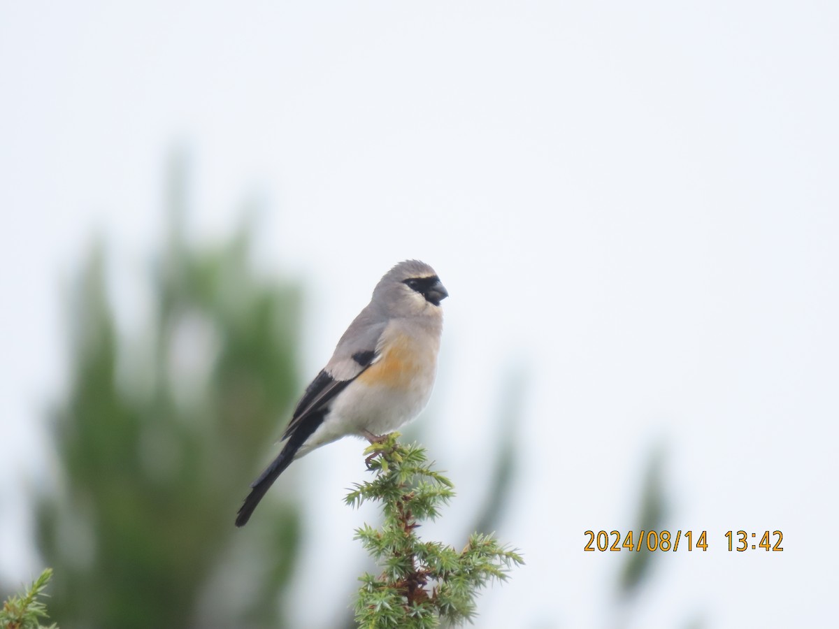 Taiwan Bullfinch - ML627165373