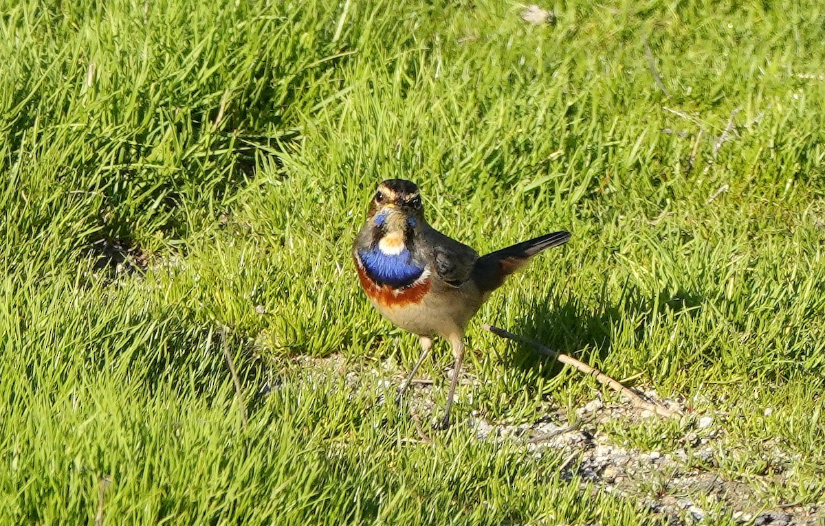 Bluethroat - ML627165380