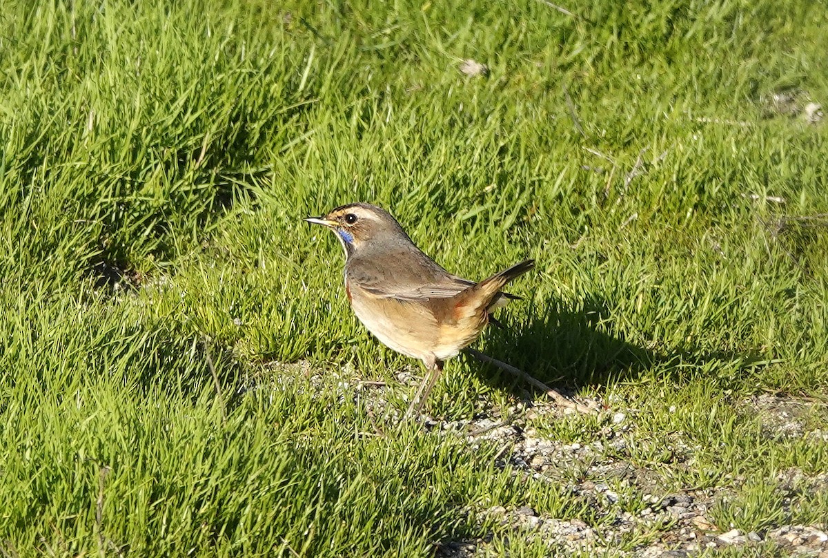 Bluethroat - ML627165381