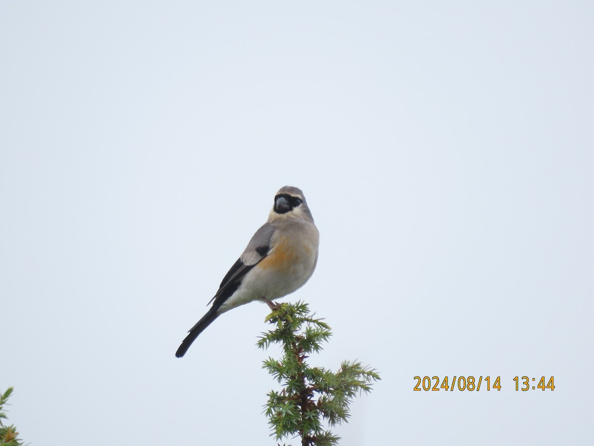 Taiwan Bullfinch - ML627165383