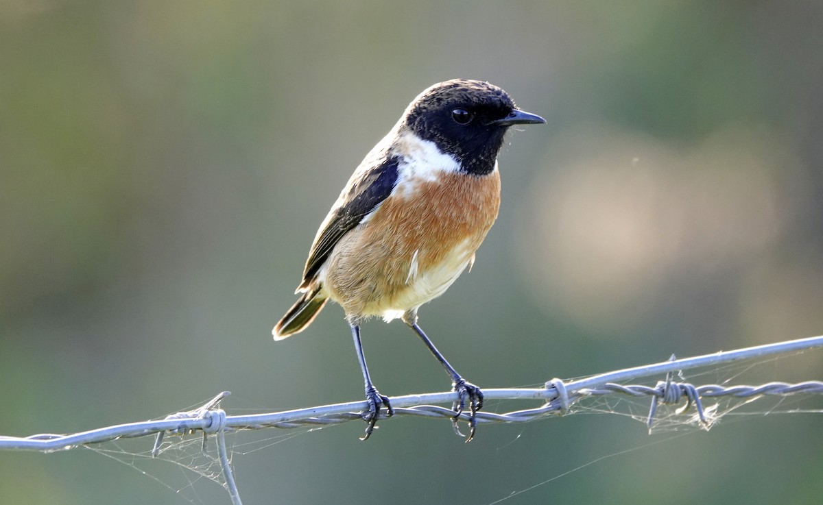 European Stonechat - ML627165389