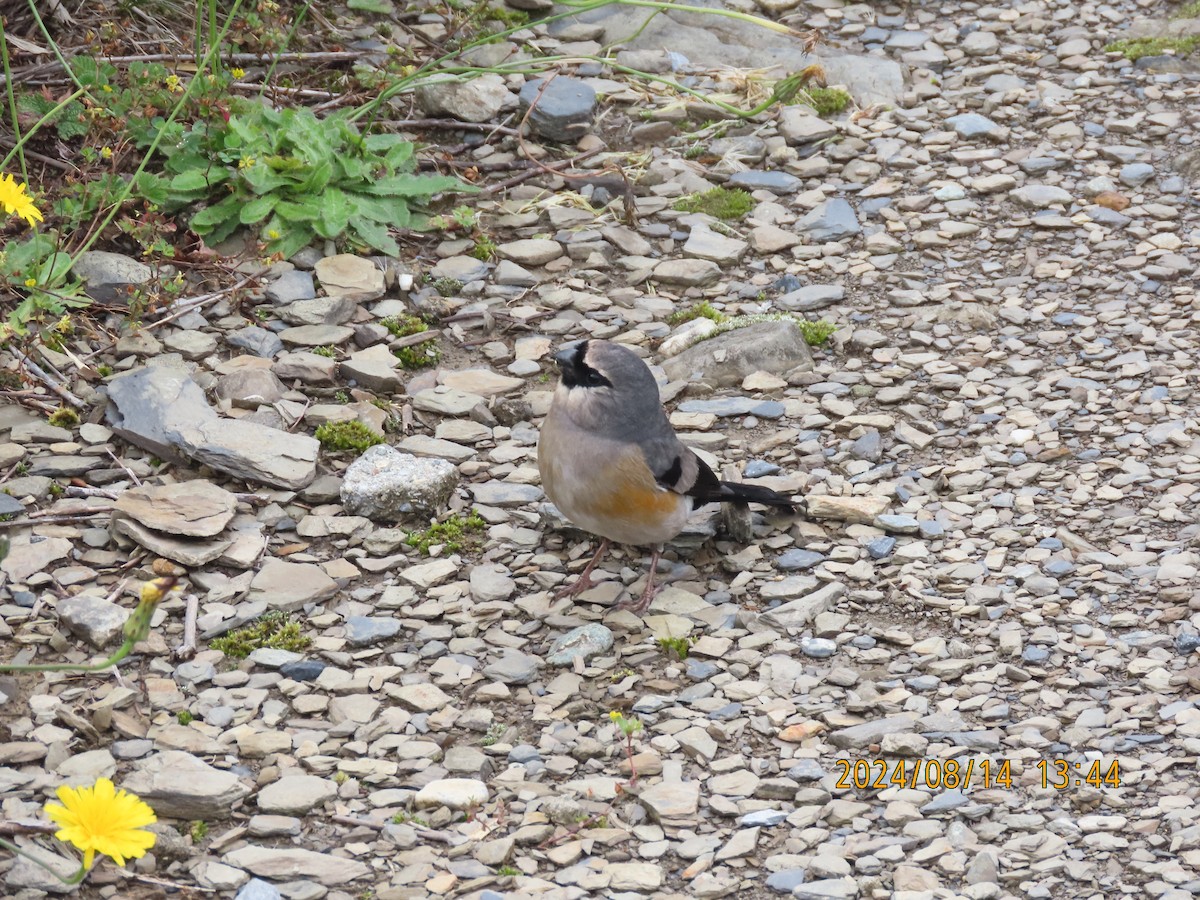 Taiwan Bullfinch - ML627165391