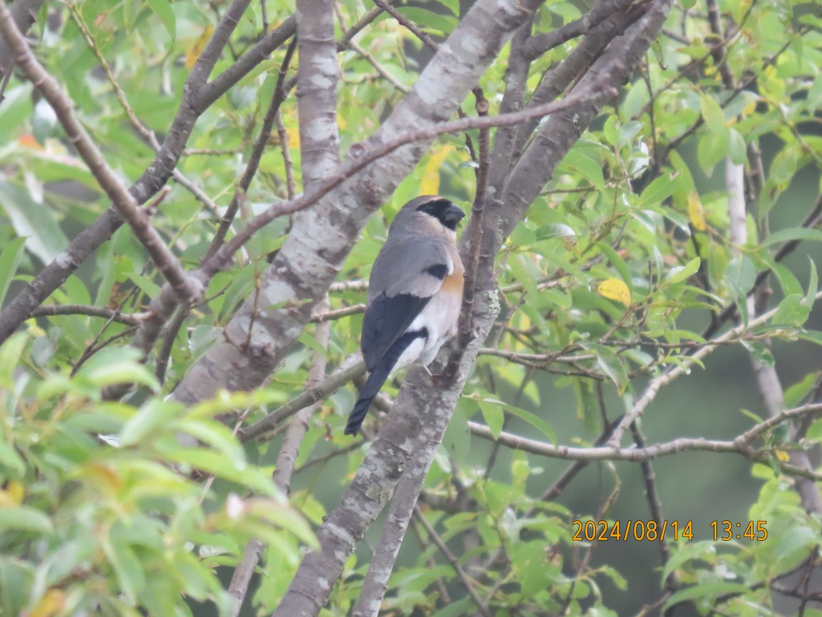 Taiwan Bullfinch - ML627165399