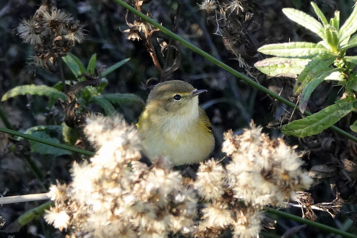 Common Chiffchaff - ML627165403