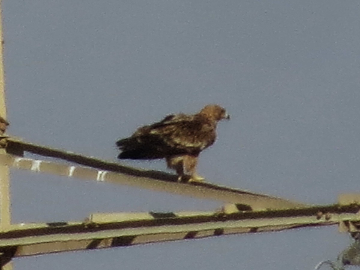 Imperial Eagle - ML627165492