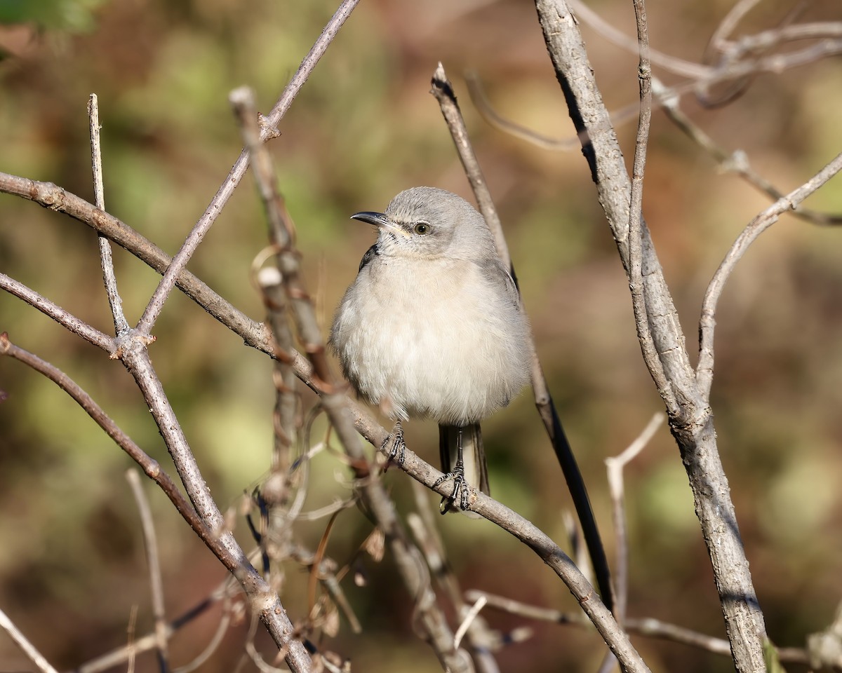 Northern Mockingbird - ML627165549