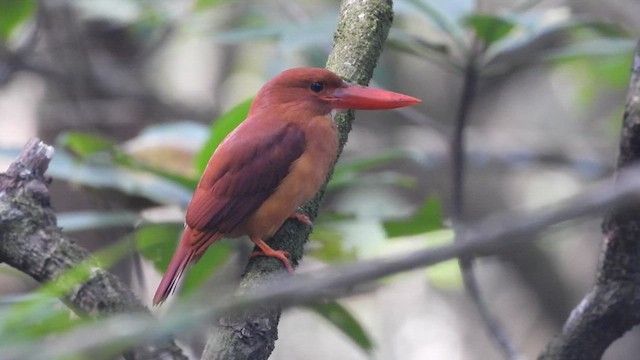 Ruddy Kingfisher - ML627165601