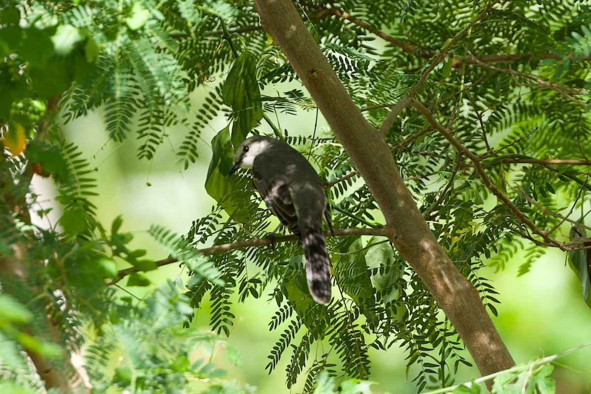 Tropical Mockingbird - ML627165608