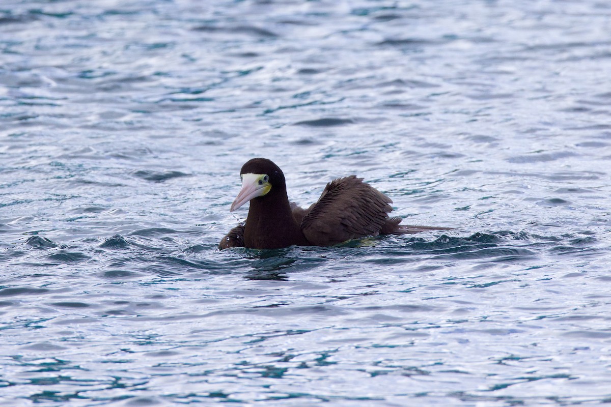 Brown Booby - ML627165627