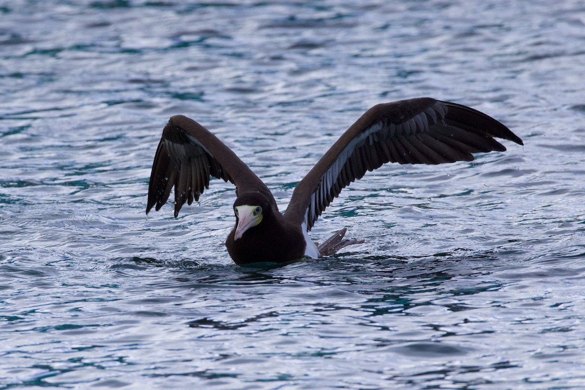 Brown Booby - ML627165629