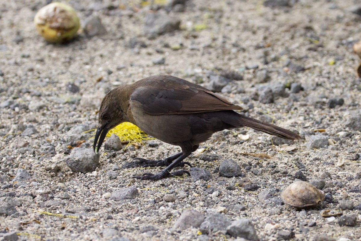 Carib Grackle - ML627165639
