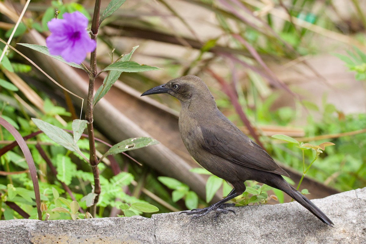 Carib Grackle - ML627165647