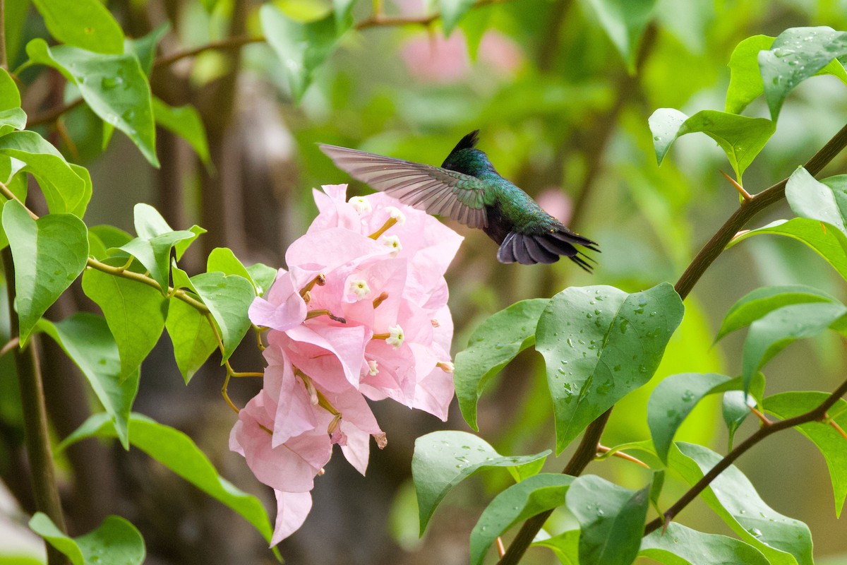 Antillean Crested Hummingbird - ML627165664