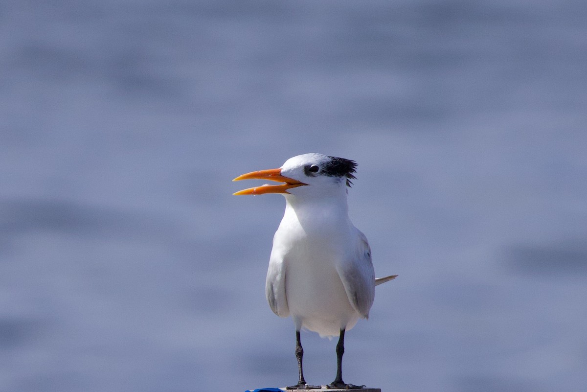 Royal Tern - ML627165671