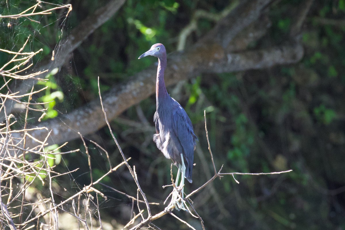 Little Blue Heron - ML627165675
