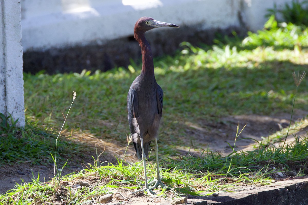 Little Blue Heron - ML627165686