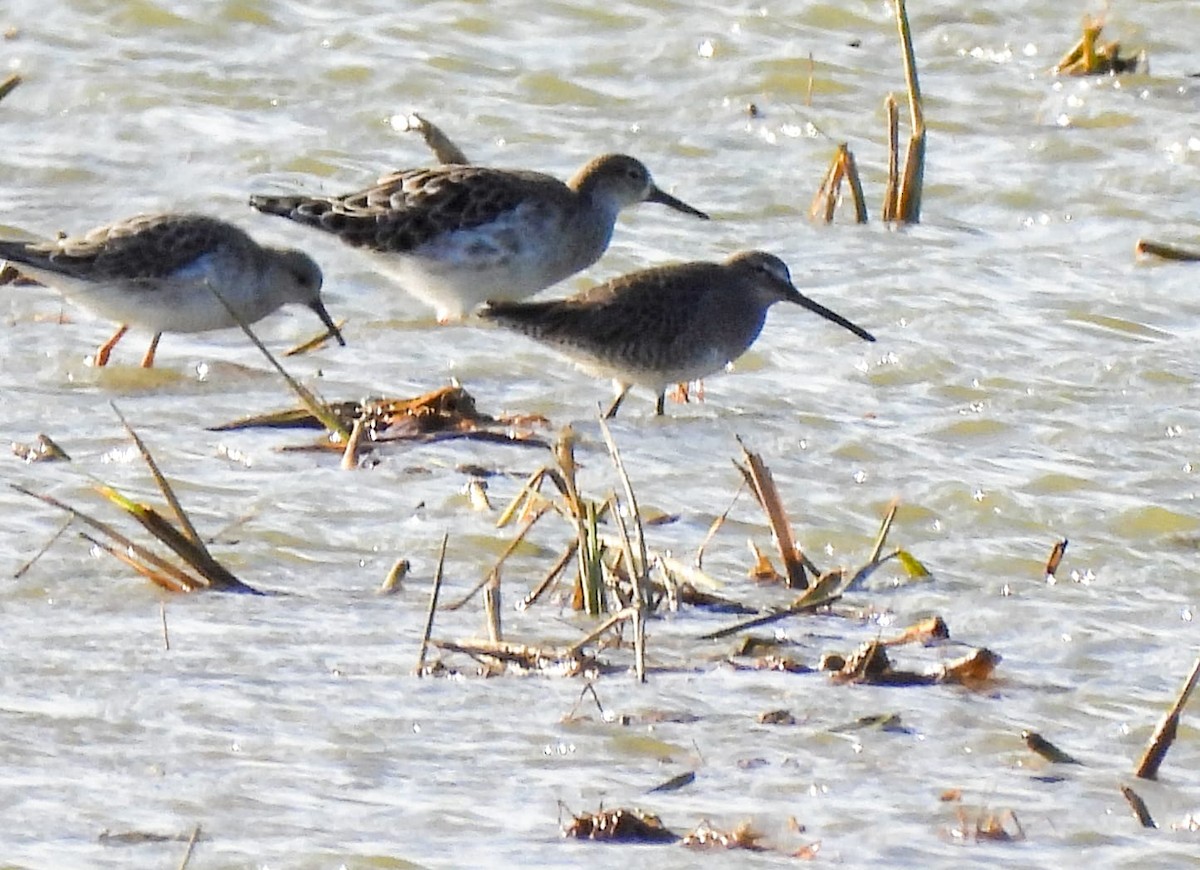 Long-billed Dowitcher - Sergio Nevot
