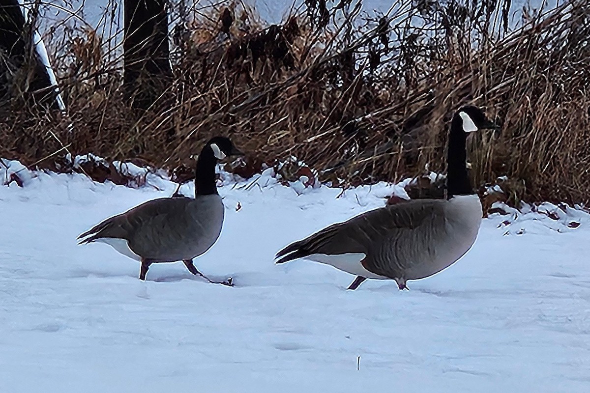 Canada Goose (canadensis Group) - ML627165737