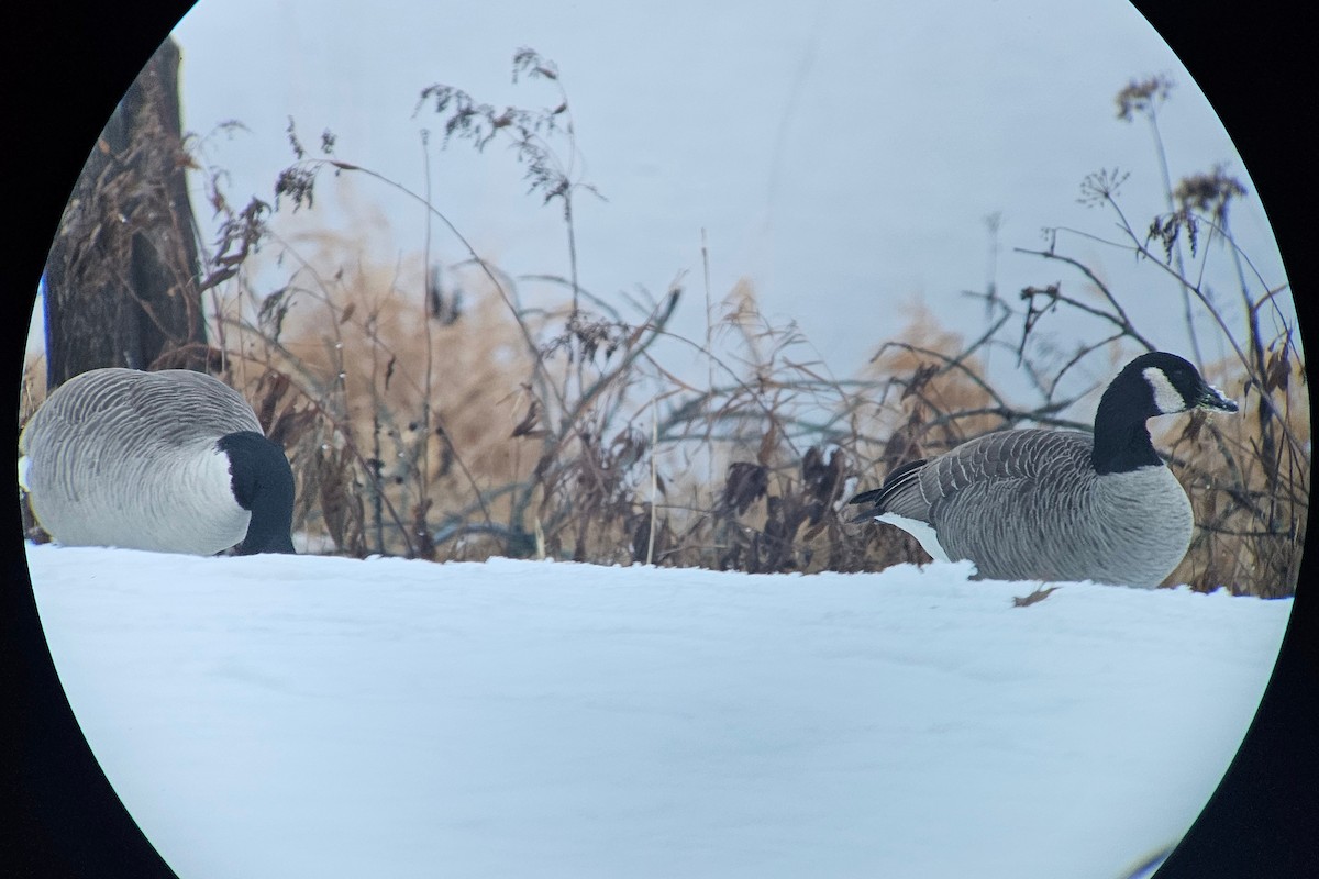 Canada Goose (canadensis Group) - ML627165750