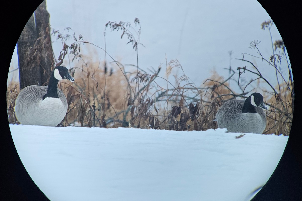 Canada Goose (canadensis Group) - ML627165759