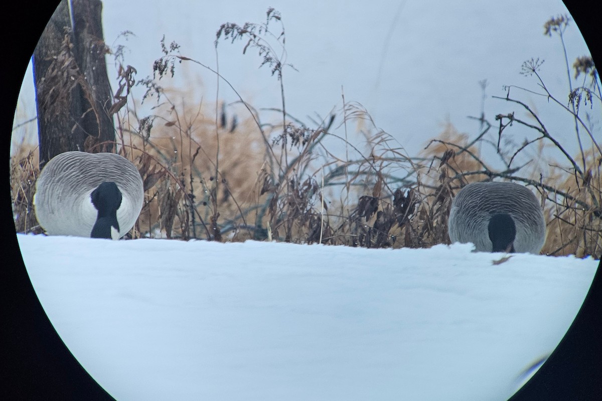 Canada Goose (canadensis Group) - ML627165766