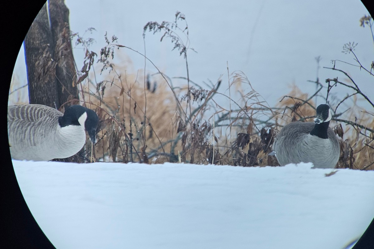 Canada Goose (canadensis Group) - ML627165785