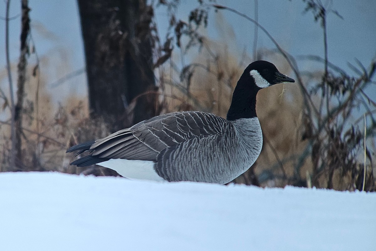 Canada Goose (canadensis Group) - ML627165792