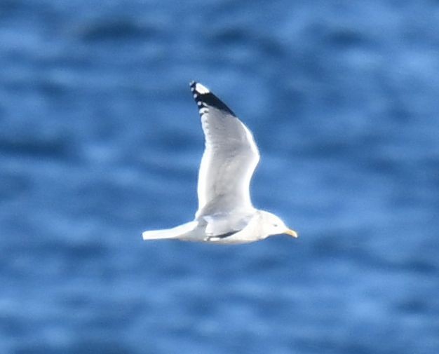 Common Gull (Kamchatka) - ML627165900