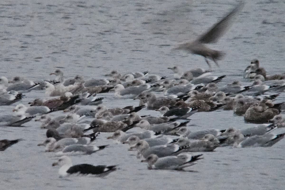 Lesser Black-backed Gull - ML627166022